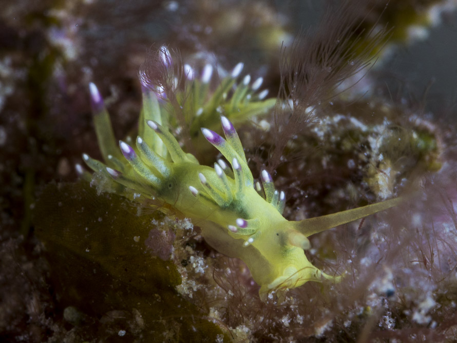 Trinchesia ornata
